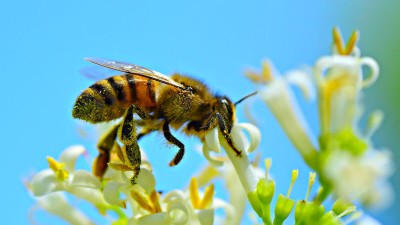 La Ville protège les abeilles, vraiment ?